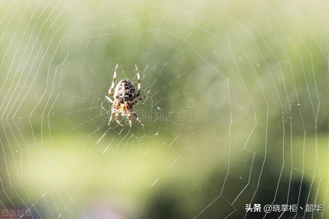 什么是网络爬虫特征？（百度蜘蛛抓取的主要特征）