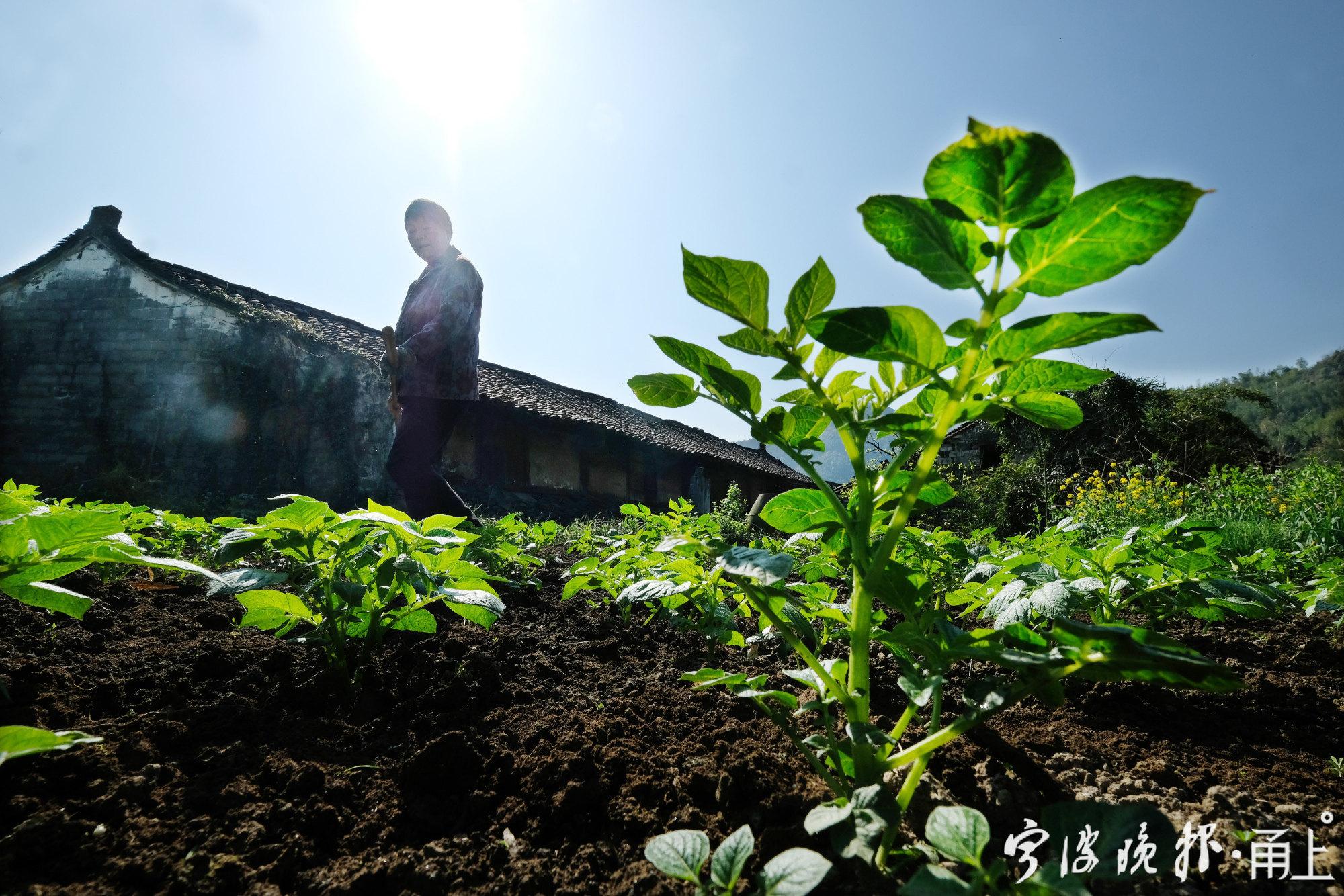 农民丰收节活动照片（抖音农民丰收节系列报道）