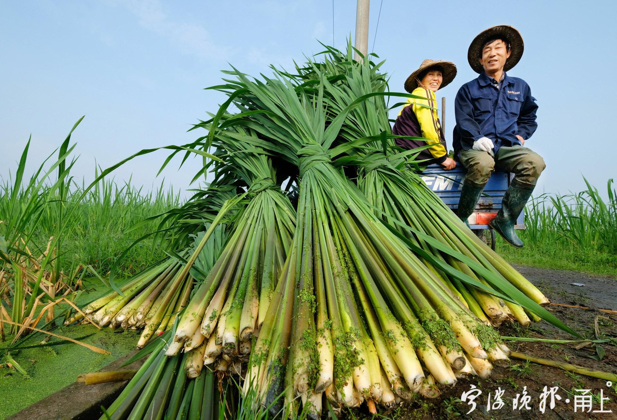 农民丰收节活动照片（抖音农民丰收节系列报道）