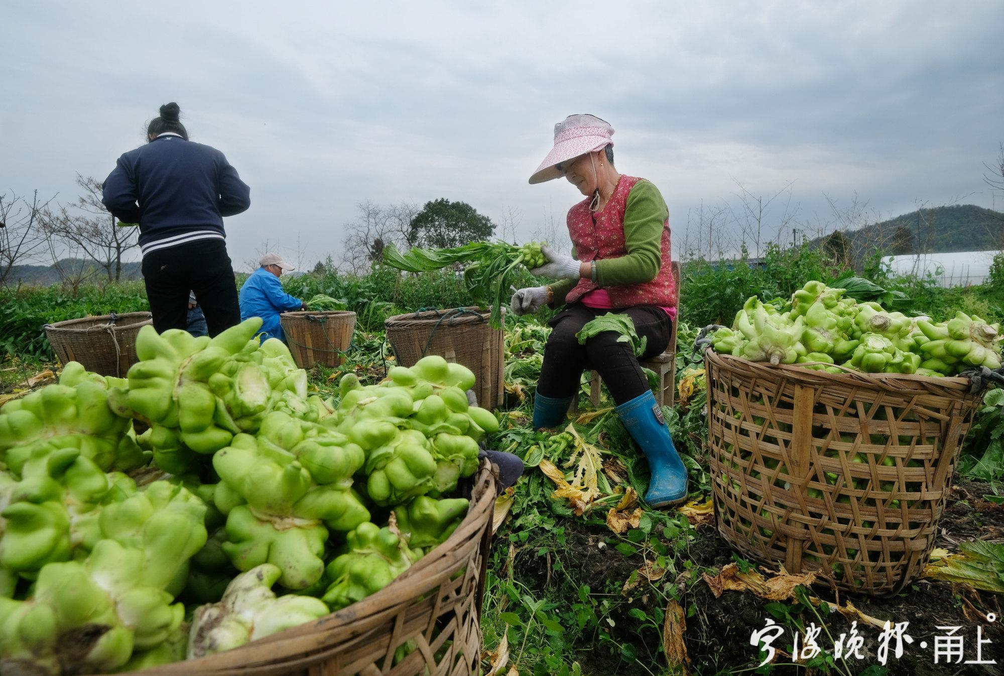 农民丰收节活动照片（抖音农民丰收节系列报道）