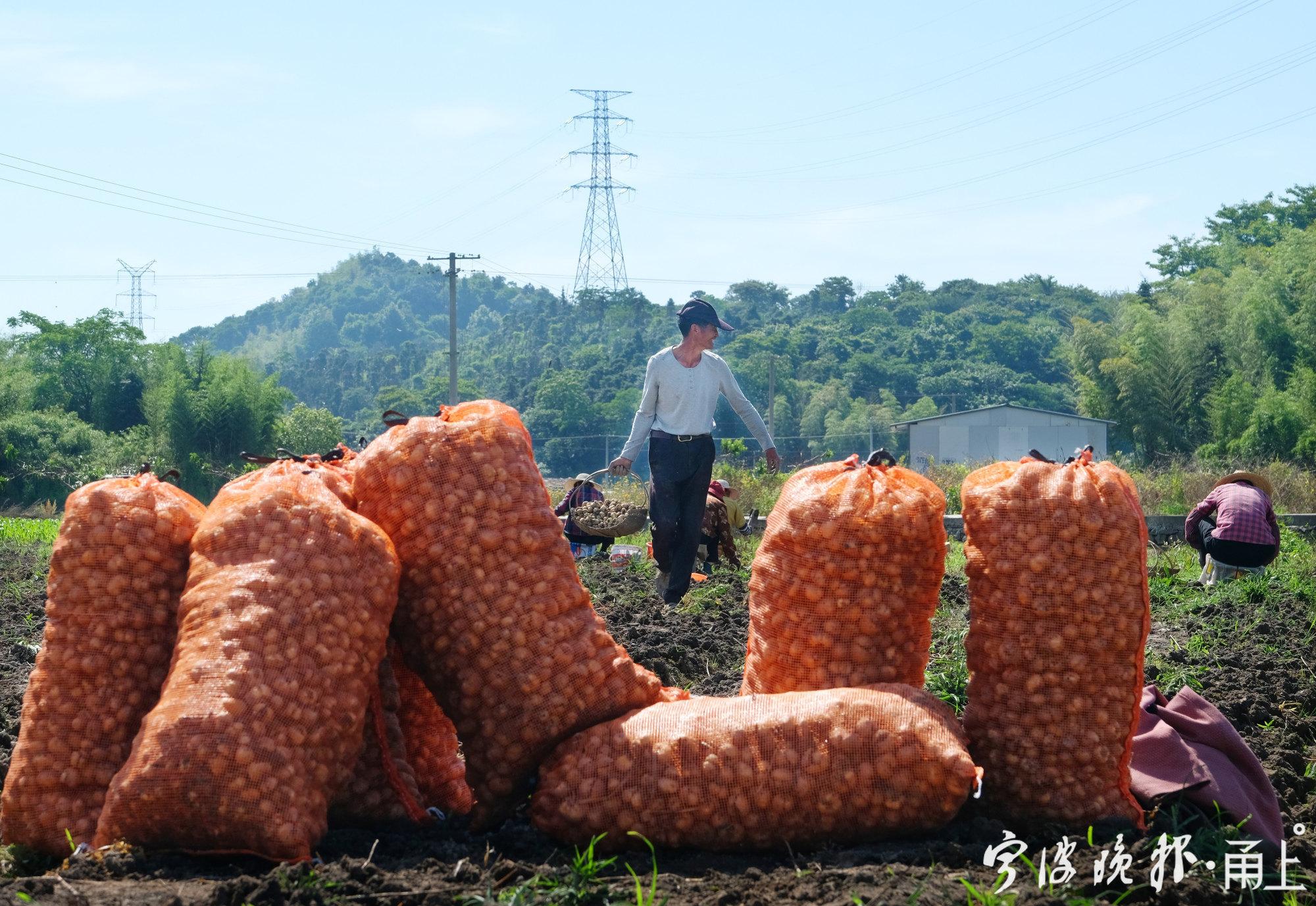 农民丰收节活动照片（抖音农民丰收节系列报道）