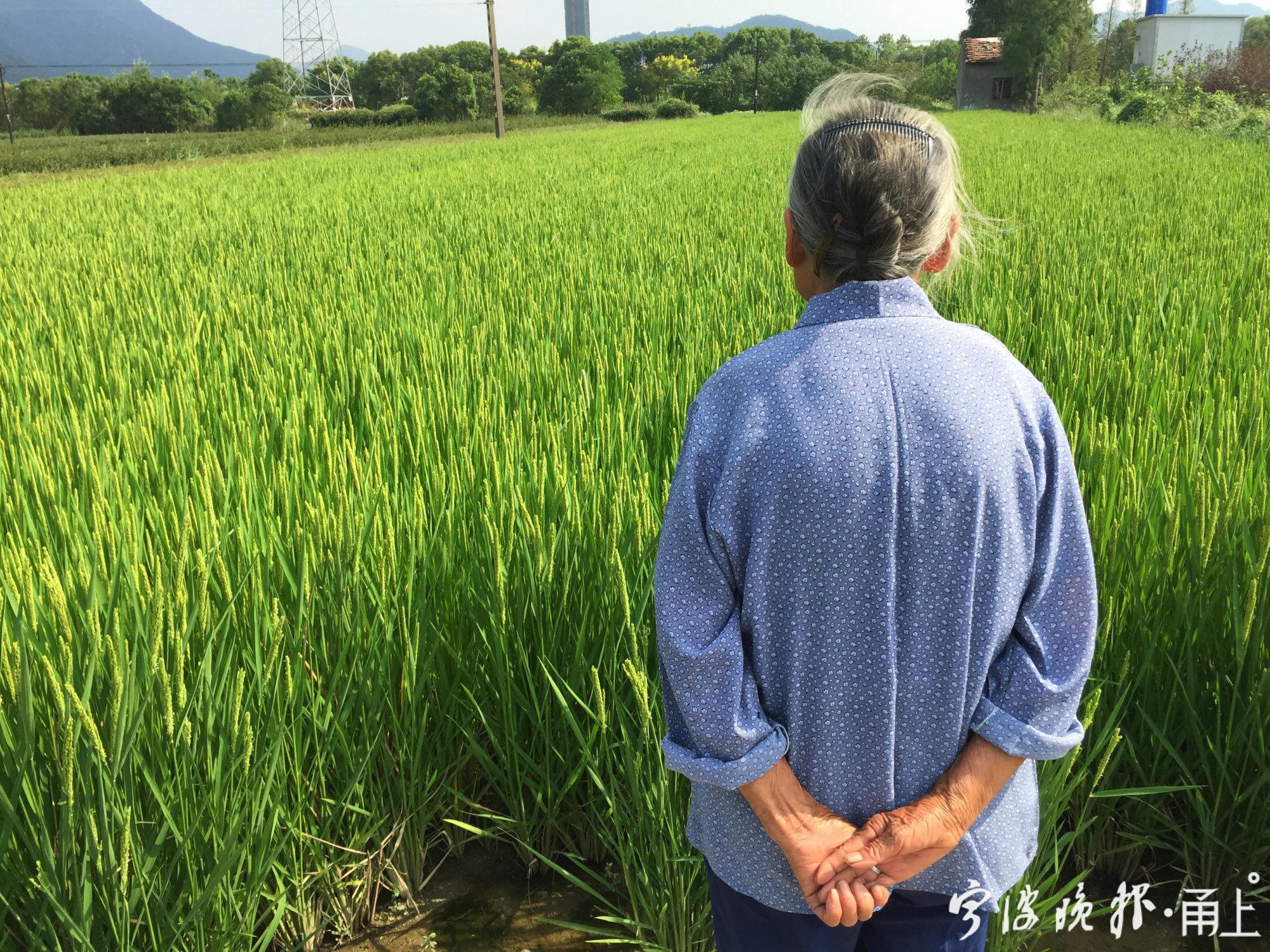 农民丰收节活动照片（抖音农民丰收节系列报道）