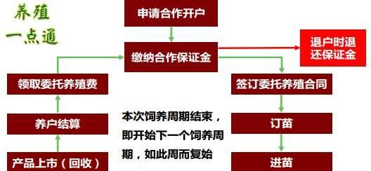 如何用飞鸽打造高效接待模式（抖音飞鸽一键开启高效接待模式）